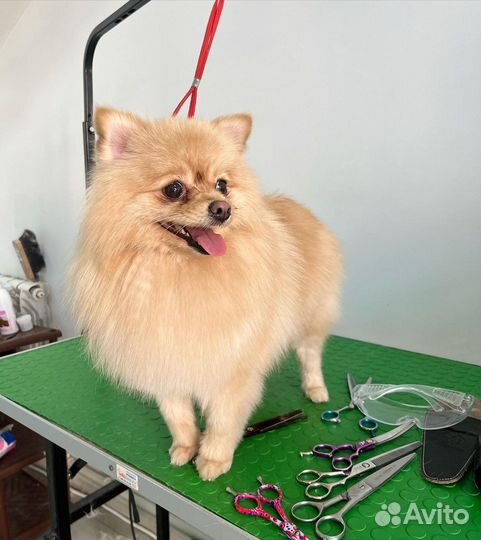 Услуги грумера