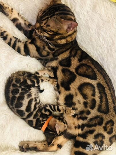 Бенгальская