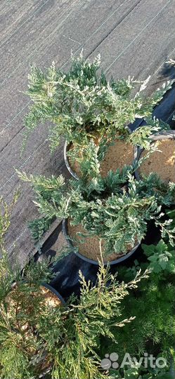 Можжевельник