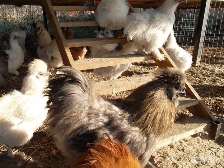 Китайские шелковые - цыплята