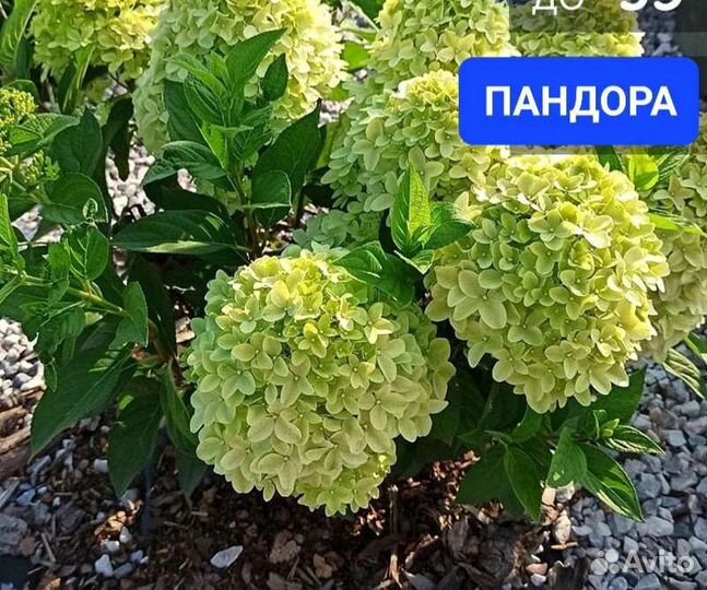 Гортензии новинки серия пан
