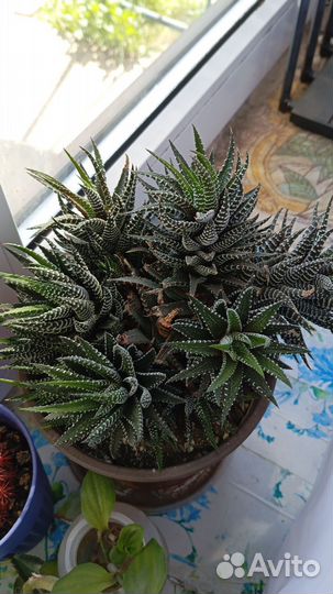 Комнатные цветы