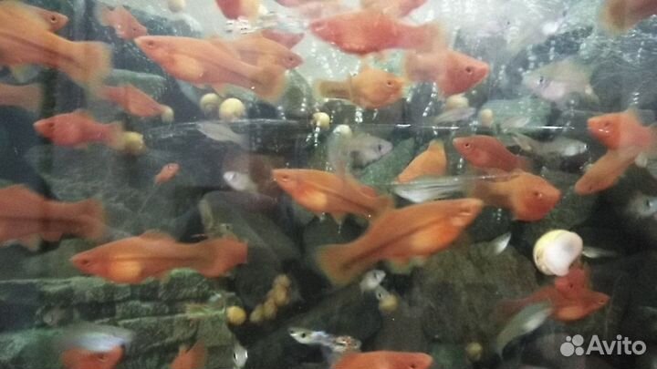 Аквариумные рыбки