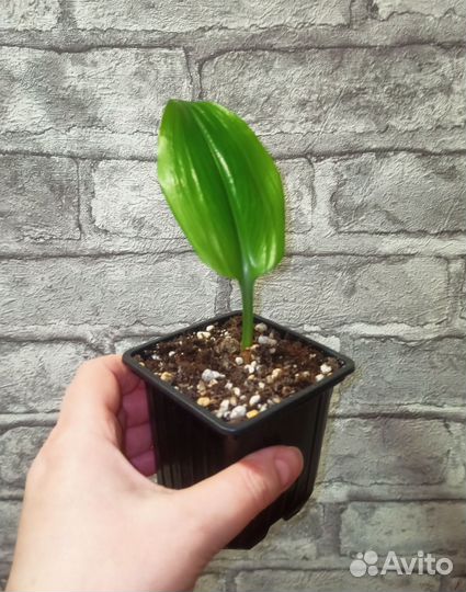 Эухарис амазонская лилия