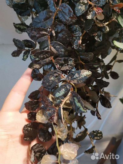 Черенки ампельных растений