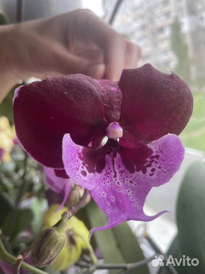 Орхидея фаленопсис биглип