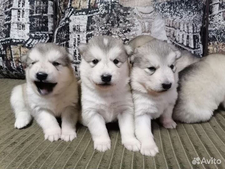 Аляскинский маламут щенки