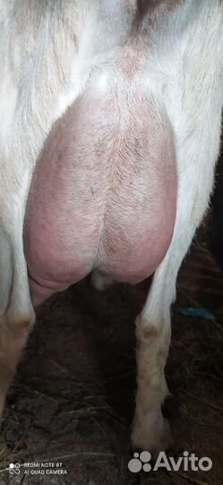 Козы, козлята