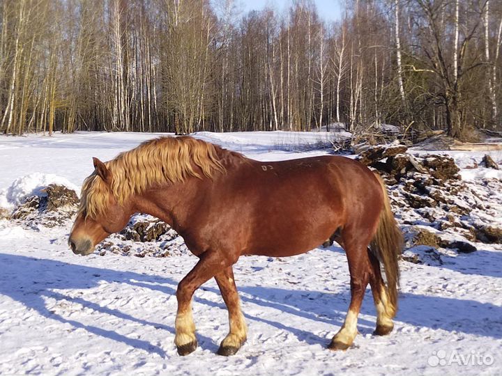 Жеребец Русский тяжеловоз