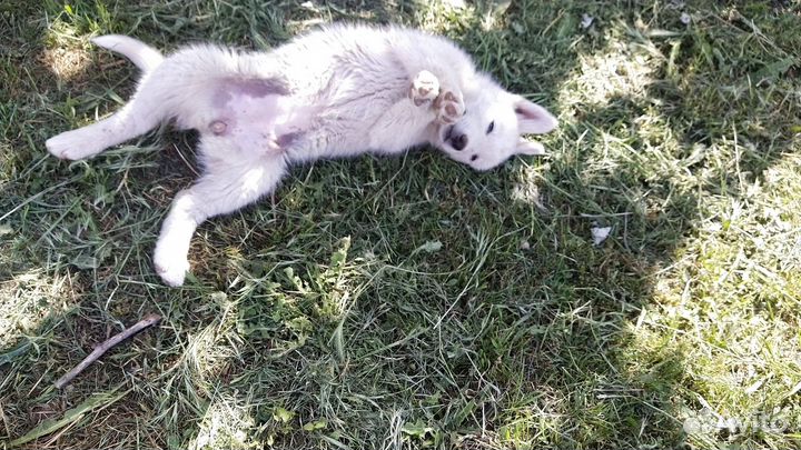 Щенята в добрые руки