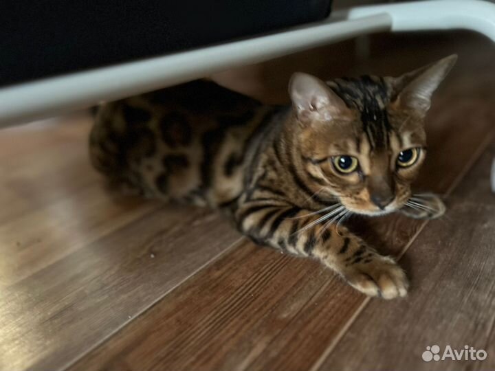 Бенгальская кошка