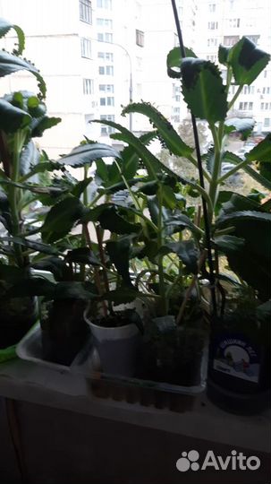 Алое золотой ус каланхое хлорофитум