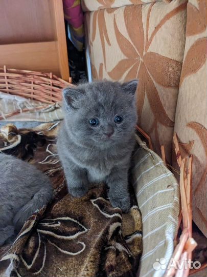 Британские котята