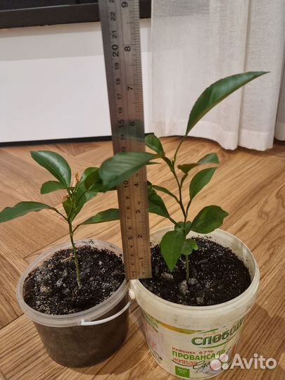 Растение апельсин