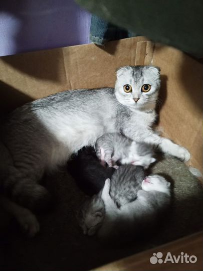 Шотландские котята