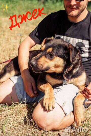 Собака в добрые руки