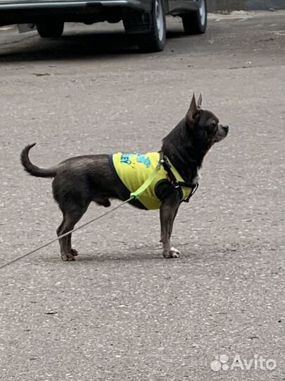 Вязка кобель чихуахуа