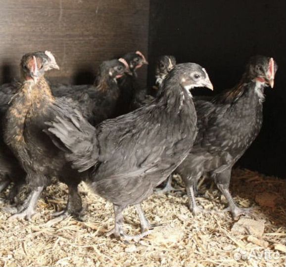 Петушки легбар и маран