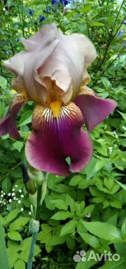 Цветы садовые многолетники