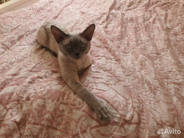 Девон-рекс вязка