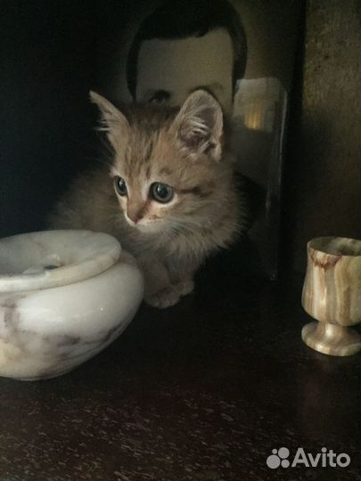 Подарите дом крохе