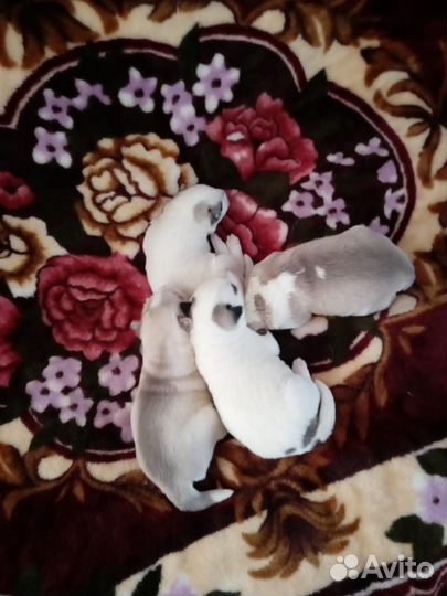 Щенки Хаски