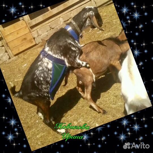 Фартуки для козлов. Защита вымени коз