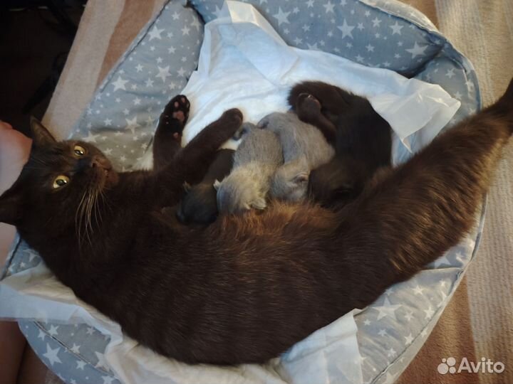 Британские котята