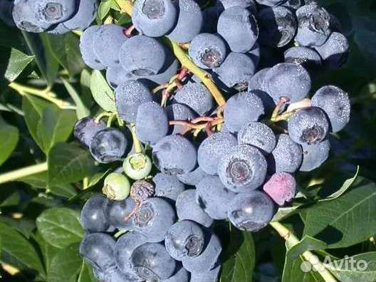 Саженцы голубики Бонус