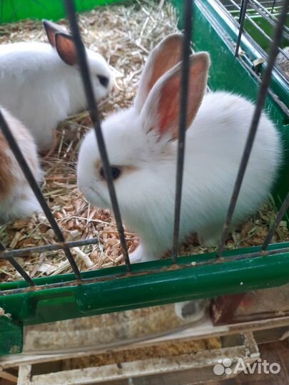 Декоративные кролики