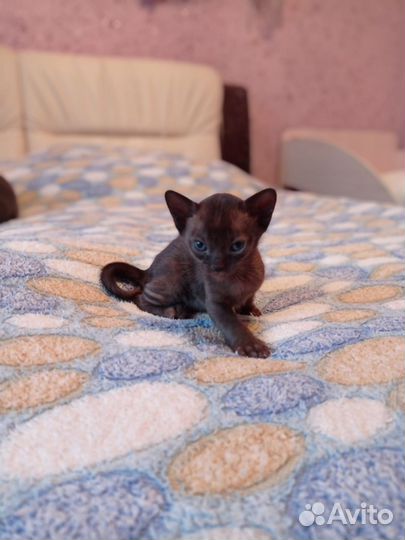 Бурманские котики