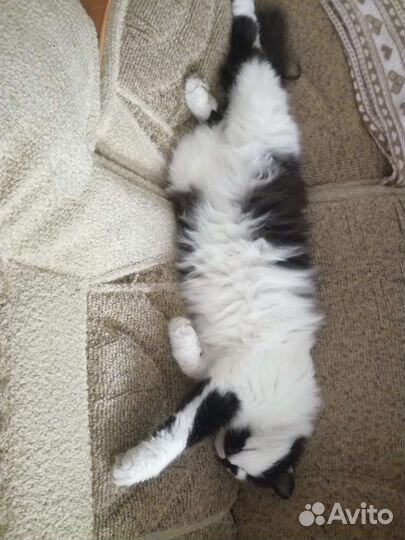 Кошка Мила 1 год стерилизована