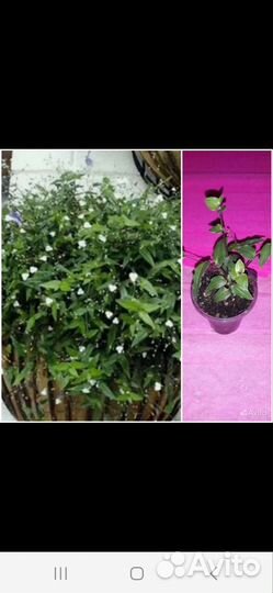 Осенний вальс