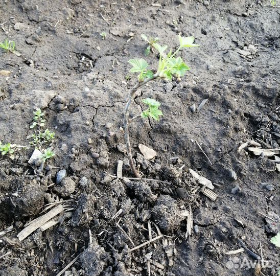 Рассада и саженцы