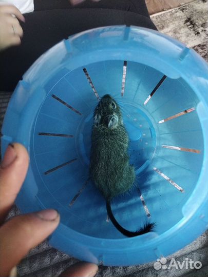 Чилийская белка дегу