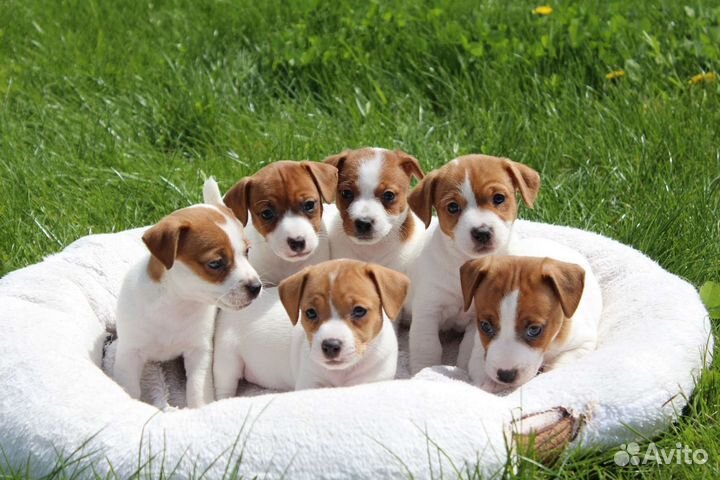 Очаровательные девчонки Джек Рассел терьера