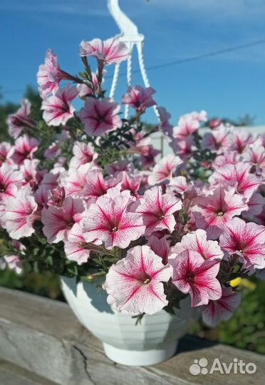 Петуния ампельная