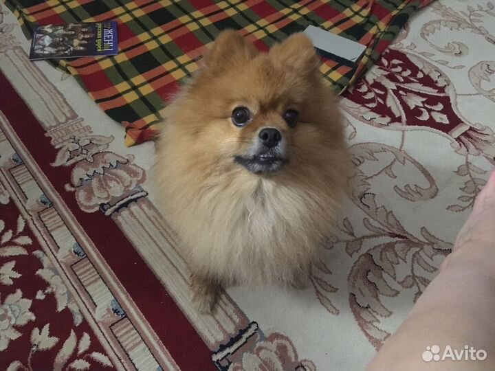 Кобель для вязки шпиц