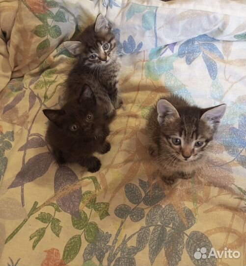 Котики бесплатно в добрые руки