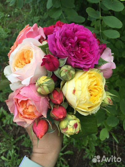 Саженцы роз (оптом)