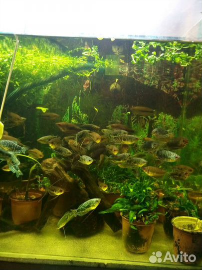 Аквариумные рыбки