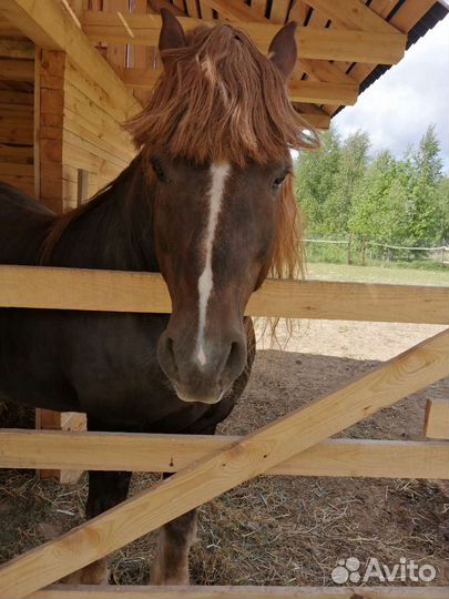 Конский навоз