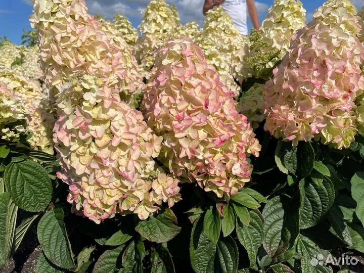 Гортензия Серия Би Bi