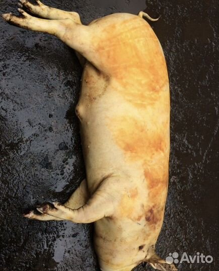 Мясо свинина домашняя