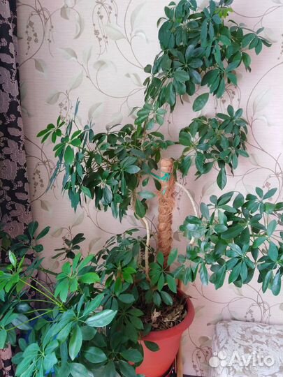 Комнатный цветы шефлера