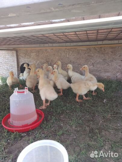 Гусята подрощенные