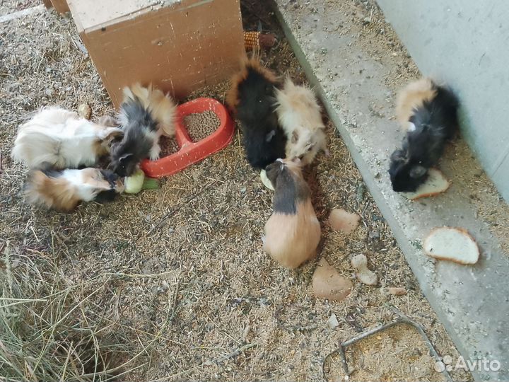 Морская свинка