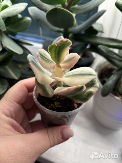 Крассула триколор