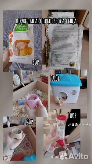 Сирийские хомячки