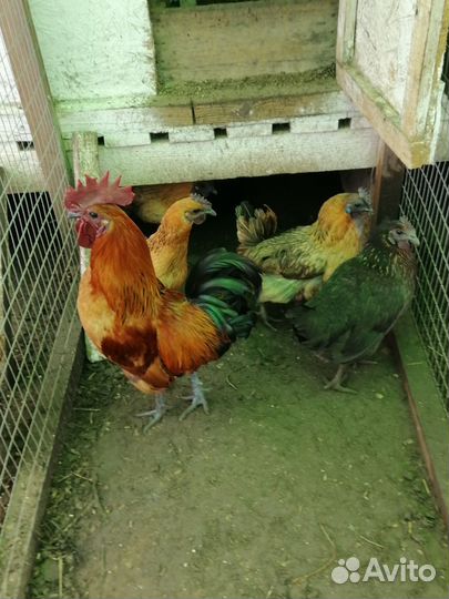 Инкубационное яйцо Кохинкин Билифельдер Люйкиданзи